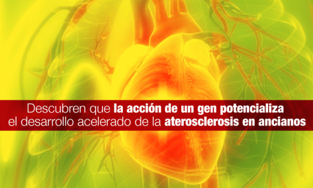 Descubren que la acción de un gen potencializa el desarrollo acelerado de la aterosclerosis en ancianos
