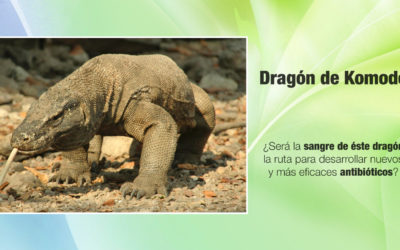 ¿Será la sangre del dragón de Komodo la ruta para desarrollar nuevos y más eficaces antibióticos?
