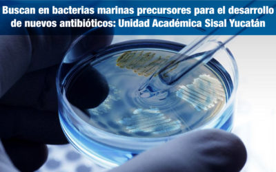 Buscan en bacterias marinas precursores para el desarrollo de nuevos antibióticos: Unidad Académica en Sisal, Yucatán