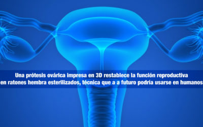 Una prótesis ovárica impresa en 3D restablece la función reproductiva en ratones hembra esterilizados, técnica que a a futuro podría usarse en humanos
