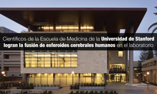 Científicos de la Escuela de Medicina de la Universidad de Stanford logran la fusión de esferoides cerebrales humanos en el laboratorio