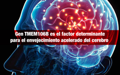 Investigadores norteamericanos identifican al gen TMEM106B, como factor determinante para el envejecimiento acelerado del cerebro y el desarrollo de enfermedades neurodegenerativas