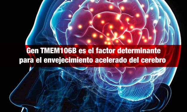 Investigadores norteamericanos identifican al gen<strong> TMEM106B,</strong> como factor determinante para el envejecimiento acelerado del cerebro y el desarrollo de enfermedades neurodegenerativas
