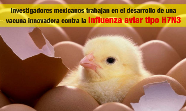 Investigadores mexicanos trabajan en el desarrollo de una vacuna innovadora contra la influenza aviar tipo H7N3