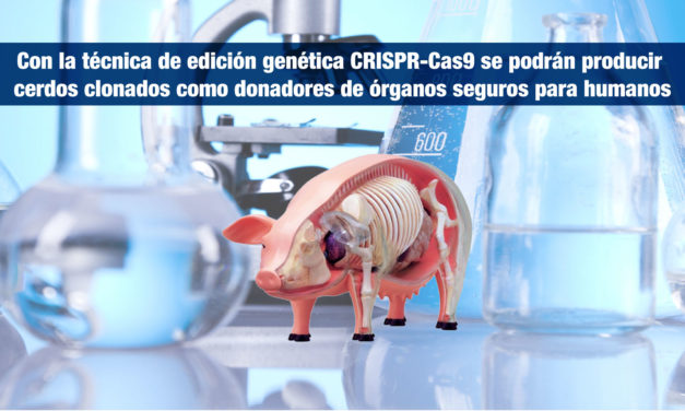 Con la técnica de edición genética CRISPR-Cas9 se podrán producir cerdos clonados como donadores de órganos seguros para humanos