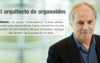 El arquitecto de organoides