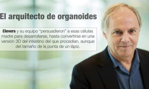 El arquitecto de organoides