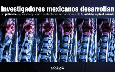 Investigadores mexicanos desarrollan un polímero capaz de ayudar a restablecer las funciones de la médula espinal dañada