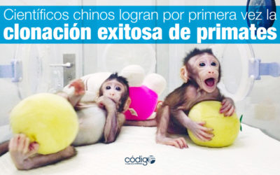 Científicos chinos logran por primera vez la clonación exitosa de primates