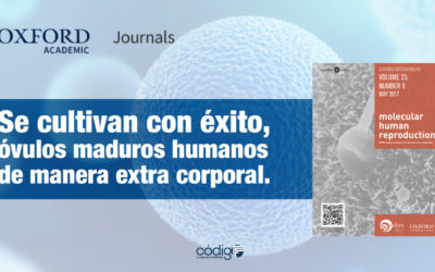 Se cultivan con éxito, óvulos maduros humanos de manera extra corporal