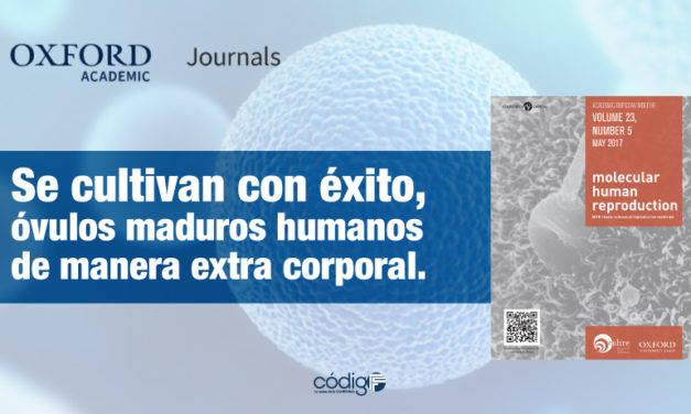 Se cultivan con éxito, óvulos maduros humanos de manera extra corporal