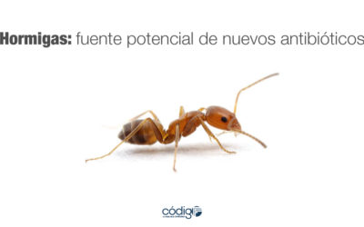 Hormigas: fuente potencial de nuevos antibióticos
