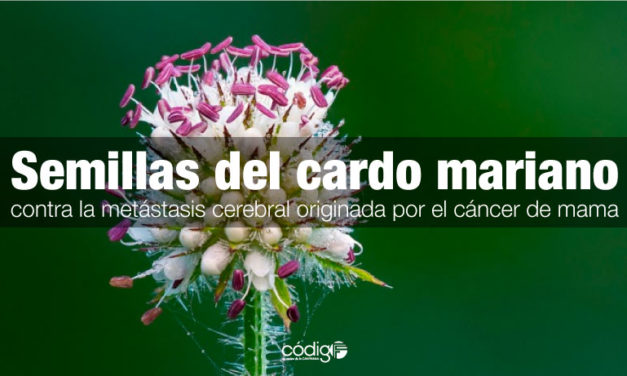 El principio activo obtenido de las semillas del cardo mariano contra la metástasis cerebral originada por el cáncer de mama