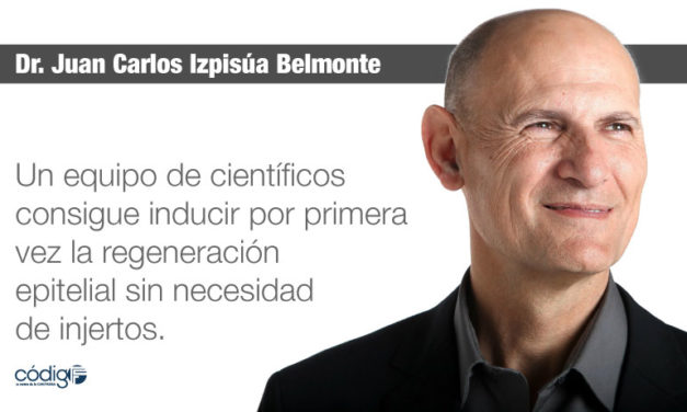 Un equipo de científicos consigue inducir por primera vez la regeneración epitelial sin necesidad de injertos
