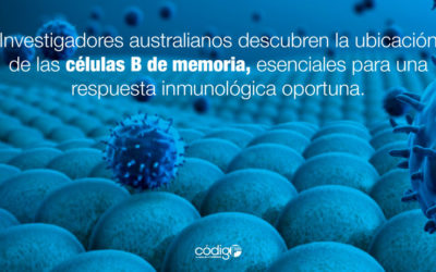 Investigadores australianos descubren la ubicación de las células B de memoria, esenciales para una respuesta inmunológica oportuna