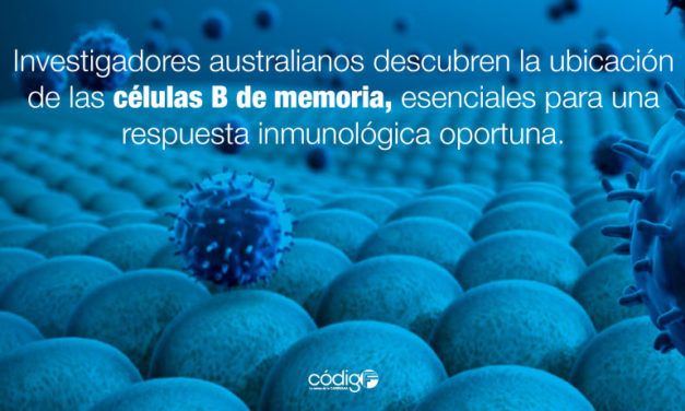 Investigadores australianos descubren la ubicación de las células B de memoria, esenciales para una respuesta inmunológica oportuna