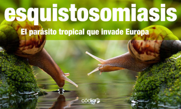Un parásito tropical invade Europa.