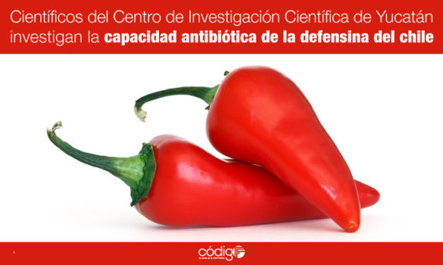 Científicos del Centro de Investigación Científica de Yucatán investigan la capacidad antibiótica de la defensina del chile