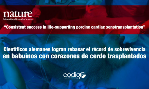 Científicos alemanes logran rebasar el récord de sobrevivencia en babuinos con corazones de cerdo trasplantados