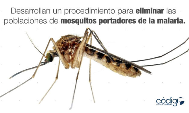 Un equipo de científicos desarrolla un procedimiento para eliminar las poblaciones de mosquitos portadores de la malaria.
