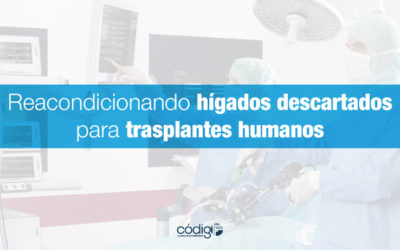 Reacondicionando hígados descartados para trasplantes humanos.