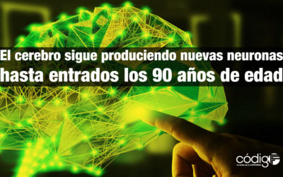 El cerebro sigue produciendo nuevas neuronas hasta entrados los 90 años de edad.