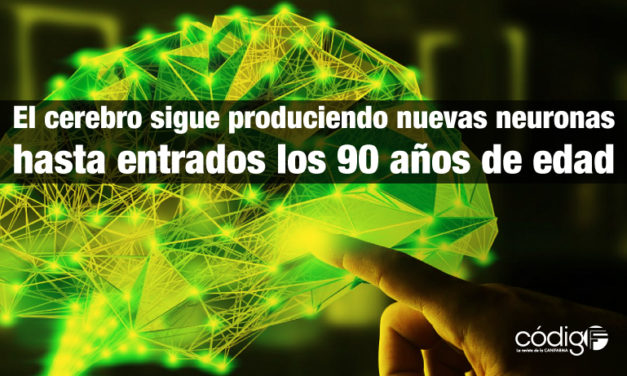 El cerebro sigue produciendo nuevas neuronas hasta entrados los 90 años de edad.