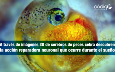 A través de imágenes 3D de cerebros de peces cebra descubren la acción reparadora neuronal que ocurre durante el sueño.