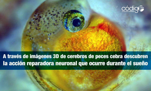 A través de imágenes 3D de cerebros de peces cebra descubren la acción reparadora neuronal que ocurre durante el sueño.