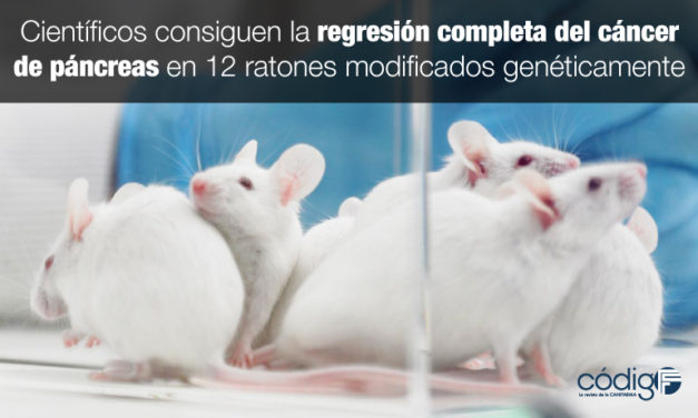 Científicos consiguen la regresión completa del cáncer de páncreas en 12 ratones modificados genéticamente.