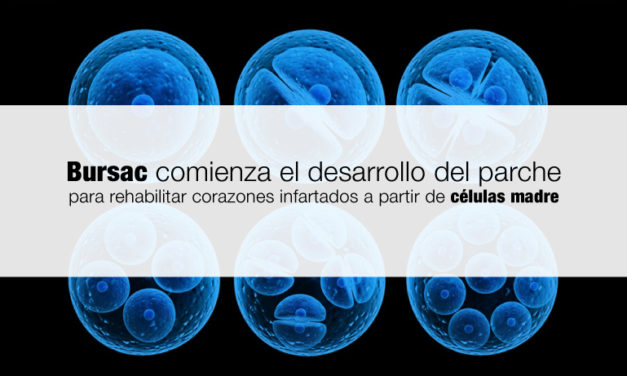 Bursac comienza el desarrollo del  parche para rehabilitar corazones infartados a partir de células madre.