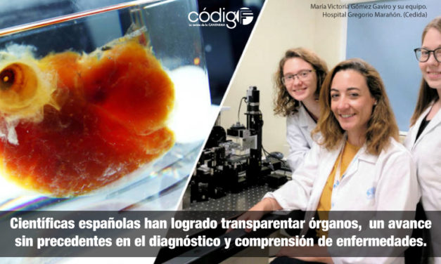 Científicas españolas han logrado transparentar órganos,  un avance sin precedentes en el diagnóstico y comprensión de enfermedades.