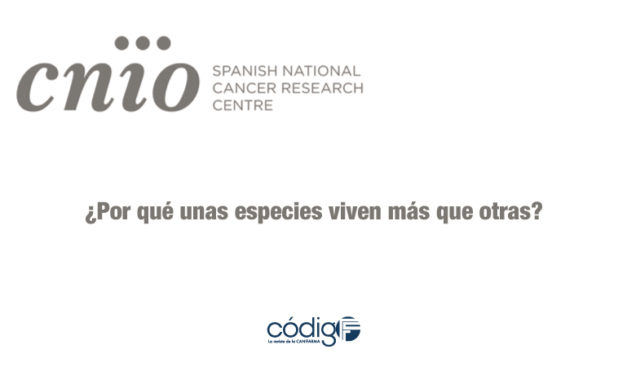 ¿Por qué unas especies viven más que otras? | El CNIO descubre la clave de la longevidad de las especies.