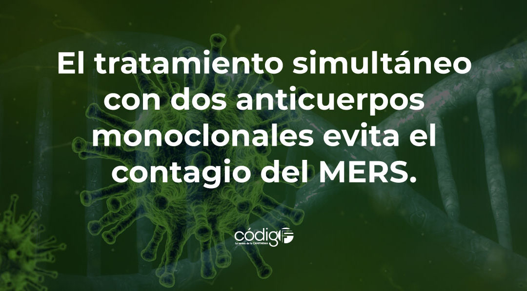 El tratamiento simultáneo con dos anticuerpos monoclonales evita el contagio del Síndrome Respiratorio de Oriente Medio.