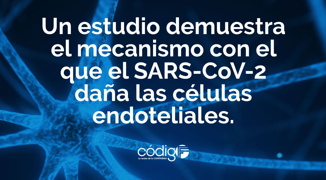 Un estudio demuestra el mecanismo con el que el SARS-CoV-2 daña las células endoteliales.
