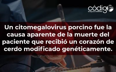 Un citomegalovirus porcino fue la causa aparente de la muerte del paciente que recibió un corazón de cerdo modificado genéticamente.