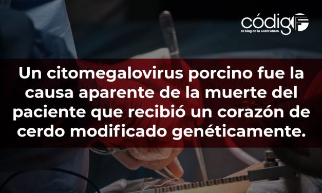 Un citomegalovirus porcino fue la causa aparente de la muerte del paciente que recibió un corazón de cerdo modificado genéticamente.