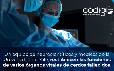 Un equipo de neurocientíficos y médicos de la Universidad de Yale, restablecen las funciones de varios órganos vitales de cerdos fallecidos.