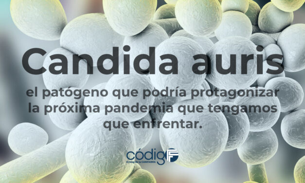 Candida auris, el patógeno que podría protagonizar la próxima pandemia que tengamos que enfrentar.