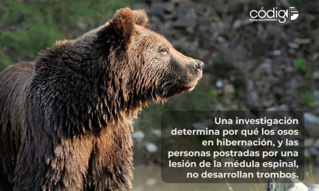 Una investigación determina por qué los osos en hibernación, y las personas postradas por una lesión de la médula espinal, no desarrollan trombos.