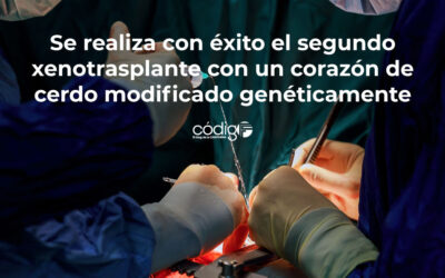 Se realiza con éxito el segundo xenotrasplante con un corazón de cerdo modificado genéticamente