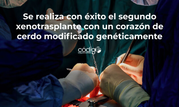 Se realiza con éxito el segundo xenotrasplante con un corazón de cerdo modificado genéticamente
