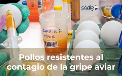 Pollos resistentes al contagio de la gripe aviar