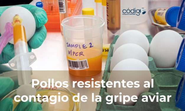 Pollos resistentes al contagio de la gripe aviar