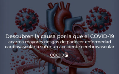 Descubren la causa por la que el COVID-19 acarrea mayores riesgos de padecer enfermedad cardiovascular o sufrir un accidente cerebrovascular