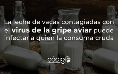 Confirmado: La leche de vacas contagiadas con el virus de la gripe aviar puede infectar a quien la consuma cruda