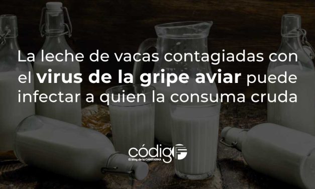 Confirmado: La leche de vacas contagiadas con el virus de la gripe aviar puede infectar a quien la consuma cruda