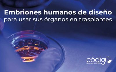Embriones humanos de diseño para usar sus órganos en trasplantes
