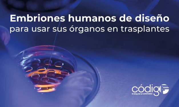 Embriones humanos de diseño para usar sus órganos en trasplantes