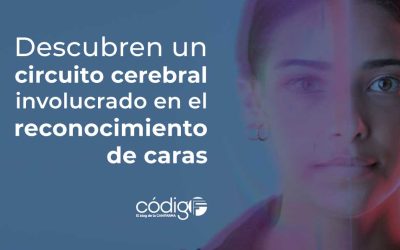 Descubren un circuito cerebral involucrado en el reconocimiento de caras